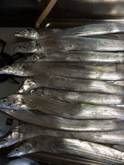 大阪南港　強風の中でもタチウオ釣りは超満員…