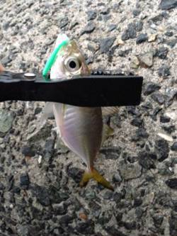 淡輪漁港　アジング釣行も小アジのみ