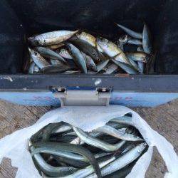 最高の秋晴れのなかサヨリ釣り　平日でも賑わう柴山港