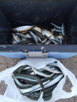 最高の秋晴れのなかサヨリ釣り　平日でも賑わう柴山港