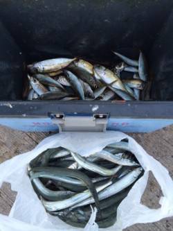 最高の秋晴れのなかサヨリ釣り　平日でも賑わ…