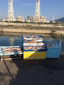 マリーナシティ海洋釣り堀　マダイに青物に超…