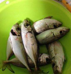 尾崎漁港　雨がやんでから連続でアジ7匹GET！