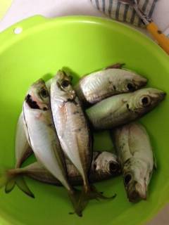 尾崎漁港　雨がやんでから連続でアジ7匹GE…