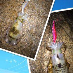 戸坂・塩津漁港エギングでアオリイカ　2時間で320g頭に3杯ゲット！