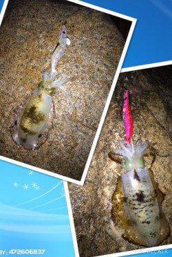 戸坂・塩津漁港エギングでアオリイカ　2時間で320g頭に3杯ゲット！