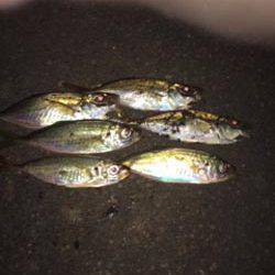 久しぶりの舞洲アジング釣行はボトムが中心