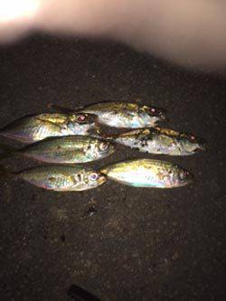 久しぶりの舞洲アジング釣行はボトムが中心