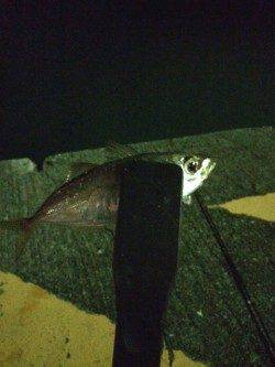 台風後の勝浦港でアジのライズ　小一時間ほど入れ食い楽しめました♪