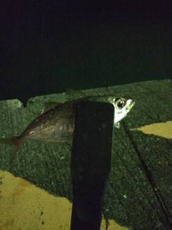 台風後の勝浦港でアジのライズ　小一時間ほど…