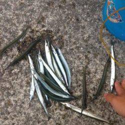 夕方から西宮へ　明るいうちに釣ったサヨリをエサにタチウオ好釣