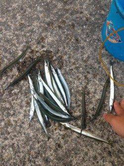 夕方から西宮へ　明るいうちに釣ったサヨリをエサにタチウオ好釣