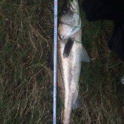 石津川で出ました！ ランカーサイズ84cmのシーバス☆