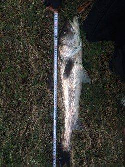 石津川で出ました！ ランカーサイズ84cmのシーバス☆