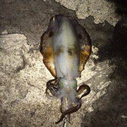 新浜漁港　エギングで良型アオリイカ、ベランダ南向きにて連続ヒット！