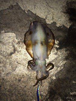 新浜漁港　エギングで良型アオリイカ、ベランダ南向きにて連続ヒット！