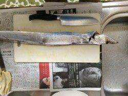 貝塚　ワインドでタチウオ、ショートバイトが続く中うれしい1本！