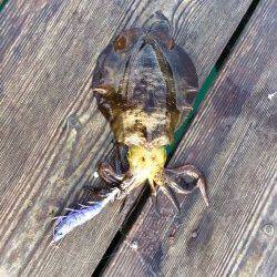 宇久の筏でのエギング釣行　ヒットエギはリアル系のカラーのEZ-Qキャスト