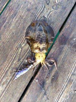 宇久の筏でのエギング釣行　ヒットエギはリアル系のカラーのEZ-Qキャスト