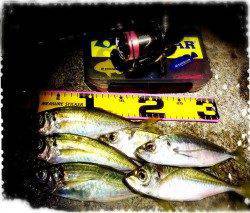 仮屋アジング　港内で探るもサイズ伸びず、一か八かの外海でアジ回遊あり♪