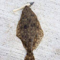 太田川河口でワインドゲーム　ヒラメが食ってきました