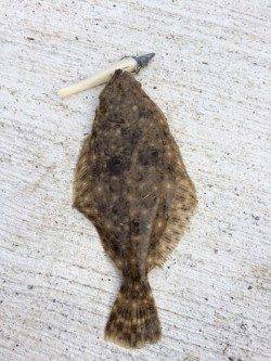 太田川河口でワインドゲーム　ヒラメが食ってきました