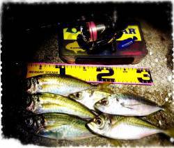 仮屋アジング　港内で探るもサイズ伸びず、一…