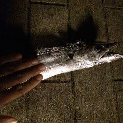 南港周辺　ウキ釣りでタチウオ釣行〜かなり渋かったです