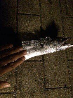 南港周辺　ウキ釣りでタチウオ釣行〜かなり渋かったです