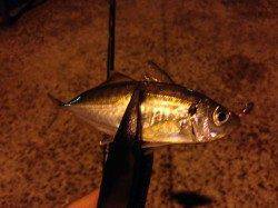 南港へ二日連続のアジング釣行　ボトム付近を丁寧に探ってアジ何とか二桁到達