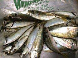 台風後の勝浦港でアジのライズ　小一時間ほど入れ食い楽しめました♪