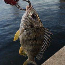 舞洲　ライトゲームでキビレが遊んでくれました