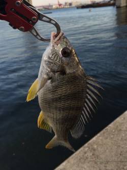 舞洲　ライトゲームでキビレが遊んでくれまし…