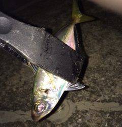 大阪南港アジング　フリーでのフォールで当たりがありました