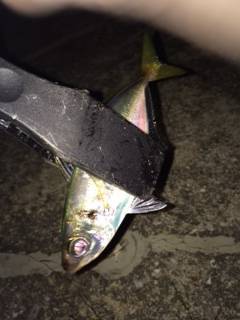 大阪南港アジング　フリーでのフォールで当たりがありました