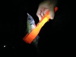 田村漁港　漁港内にてアジング、激渋で3投ご…