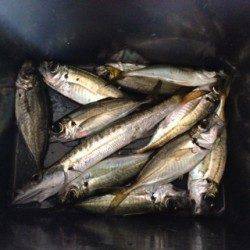 海南　夜中1時からのライトゲームでアジ＆カマス