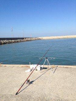 富島で投げ釣り　二人で60匹近くのキス、脂が乗って食べるのが楽しみ♪