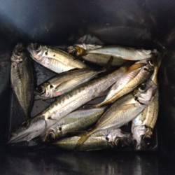 海南　夜中1時からのライトゲームでアジ＆カ…