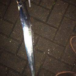 大阪南港タチウオワインド　雨の中頑張りました