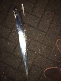 大阪南港タチウオワインド　雨の中頑張りまし…