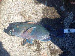 すさみ港　フカセ釣りでアオブダイ・グレ・キビレなど