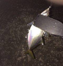 大阪南港アジング　ボトムでの当たりばかり、渋かったです