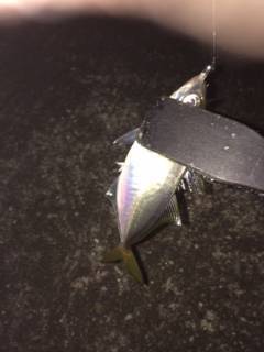 大阪南港アジング　ボトムでの当たりばかり、渋かったです