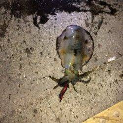 神戸空港　エギングでアオリイカ、前回より少しサイズアップ♪