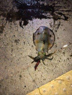 神戸空港　エギングでアオリイカ、前回より少しサイズアップ♪