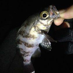 淡輪漁港へメバリング調査釣行　久しぶりにメバルの引きを楽しめました