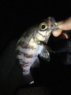 淡輪漁港へメバリング調査釣行　久しぶりにメバルの引きを楽しめました