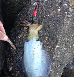 小島にてエギング　アオリイカとコウイカの釣果
