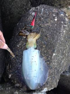 小島にてエギング　アオリイカとコウイカの釣果